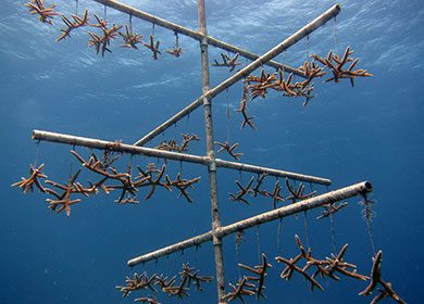 A coral nursery with small corals being grown on a framework of poles in the ocean. Courtesy of NOAA.