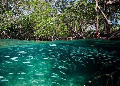 Mangrove forests support numerous marine animals.