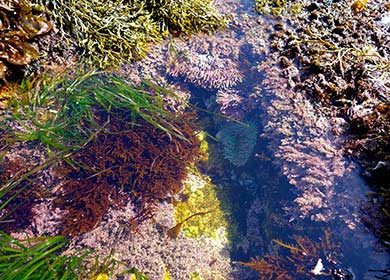 Seagrass and macroalgae in a tide pool.