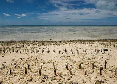 A mangrove restoration project on the island of Tarawa in the Pacific. Courtesy of the United Nations and Eskinder Debebe.