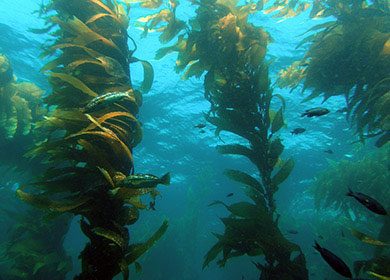 A Pacific Ocean kelp forest.