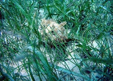A camouflaged fish in a seagrass meadow.