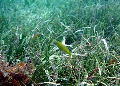 A fish in a seagrass meadow.