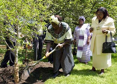 Wangari Maathai, 2004 Nobel Peace Prize Winner, planting a tree in a United Nations Tree Planting Ceremony. Courtesy of United Nations and Evan Schneider.